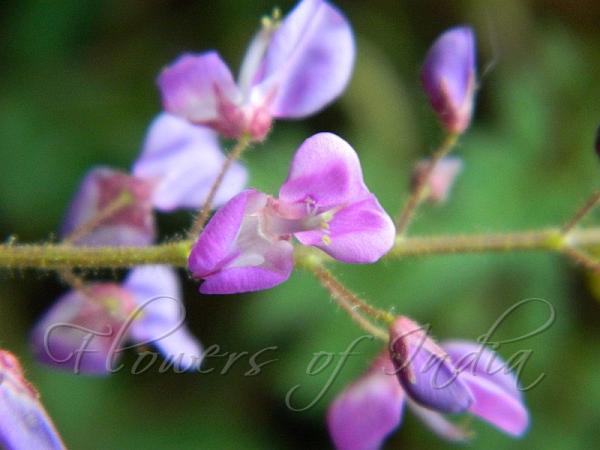 Blue Desmodium